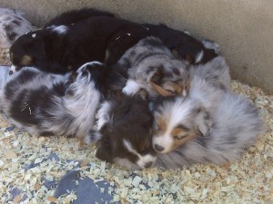 sawdust jacuzzi, Buelton