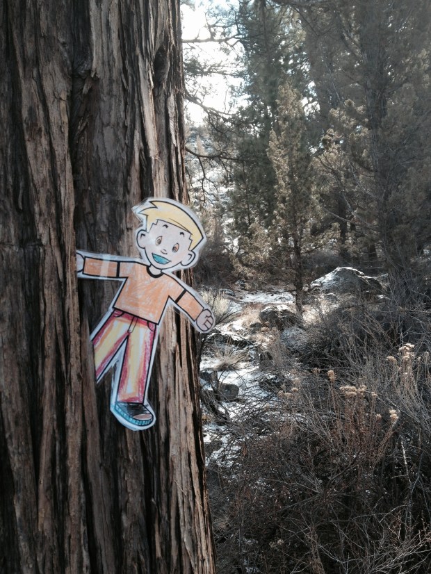 Flat Stanley clinging to an Oregon Pine 