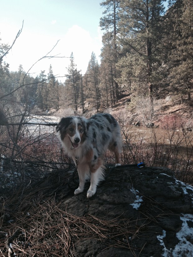 The Deschutes River really moving!