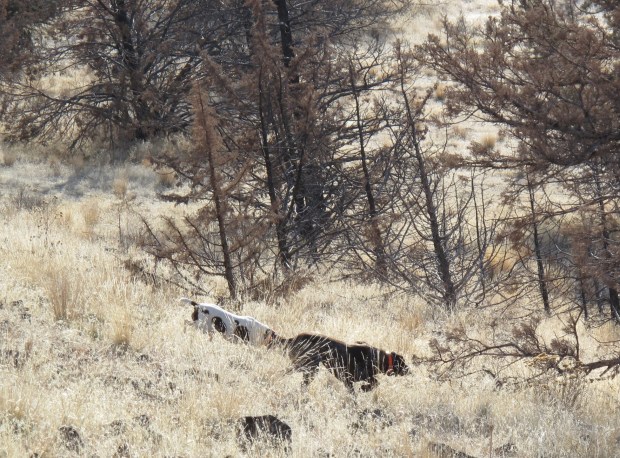 Grace and Alli pointing