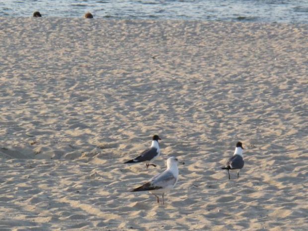 ...did you hear the one about the Australian Shepherd...?