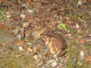 Freddy didn't have time to play...