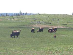 Bison families all over!