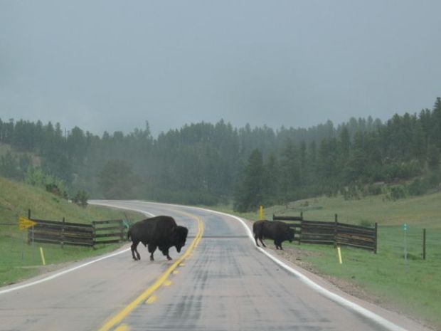 buffalo crossing