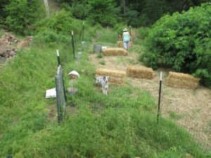 Working in the garden.