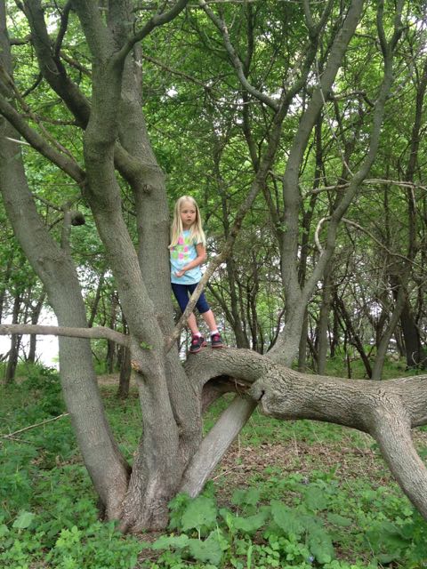 Eleanor in tree 2